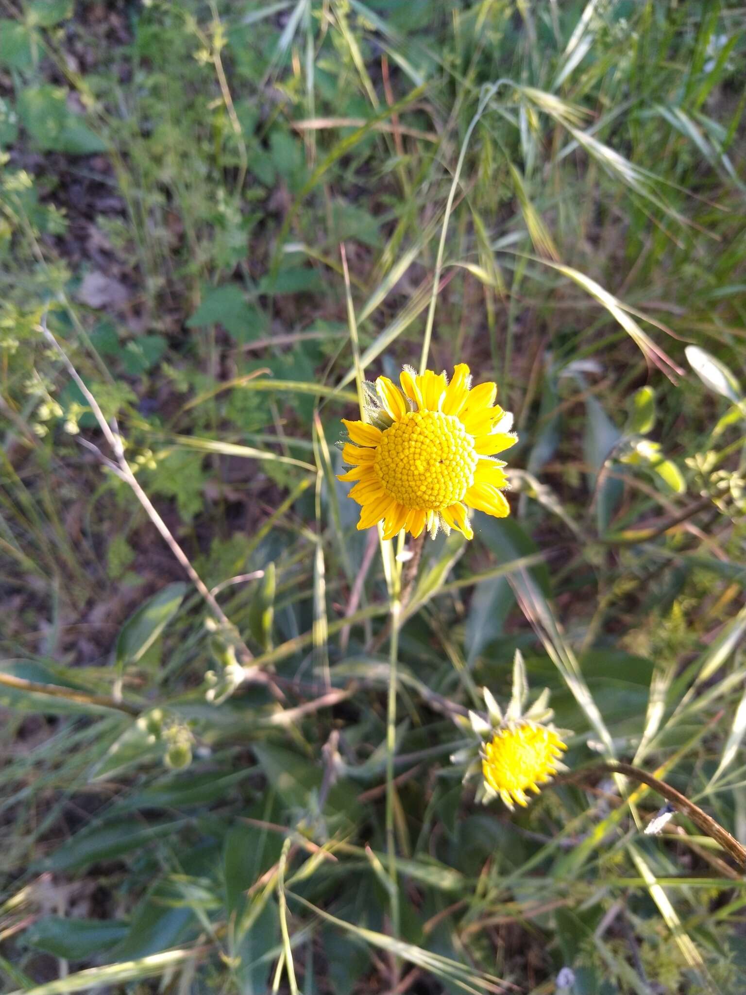 Image of Nevada helianthella