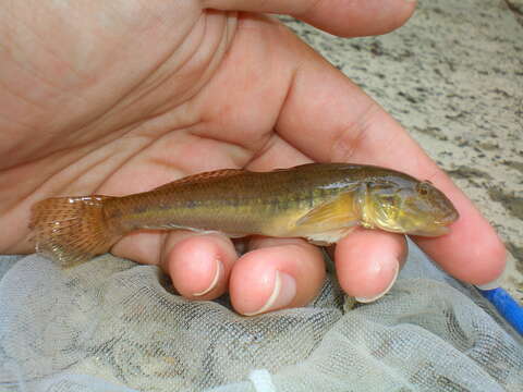 Image of Largesnout goby