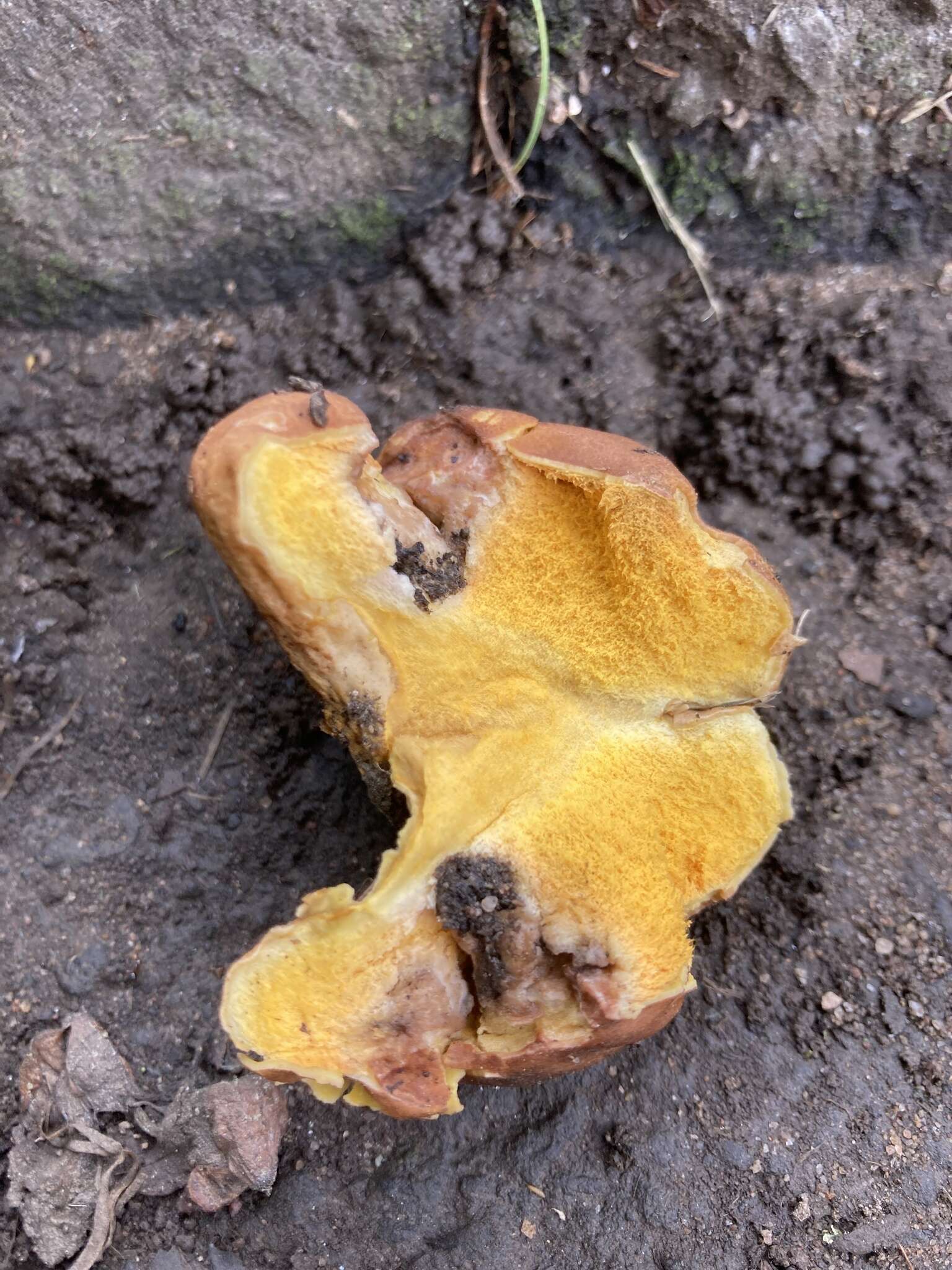 Image of Calvatia candida (Rostk.) Hollós 1902