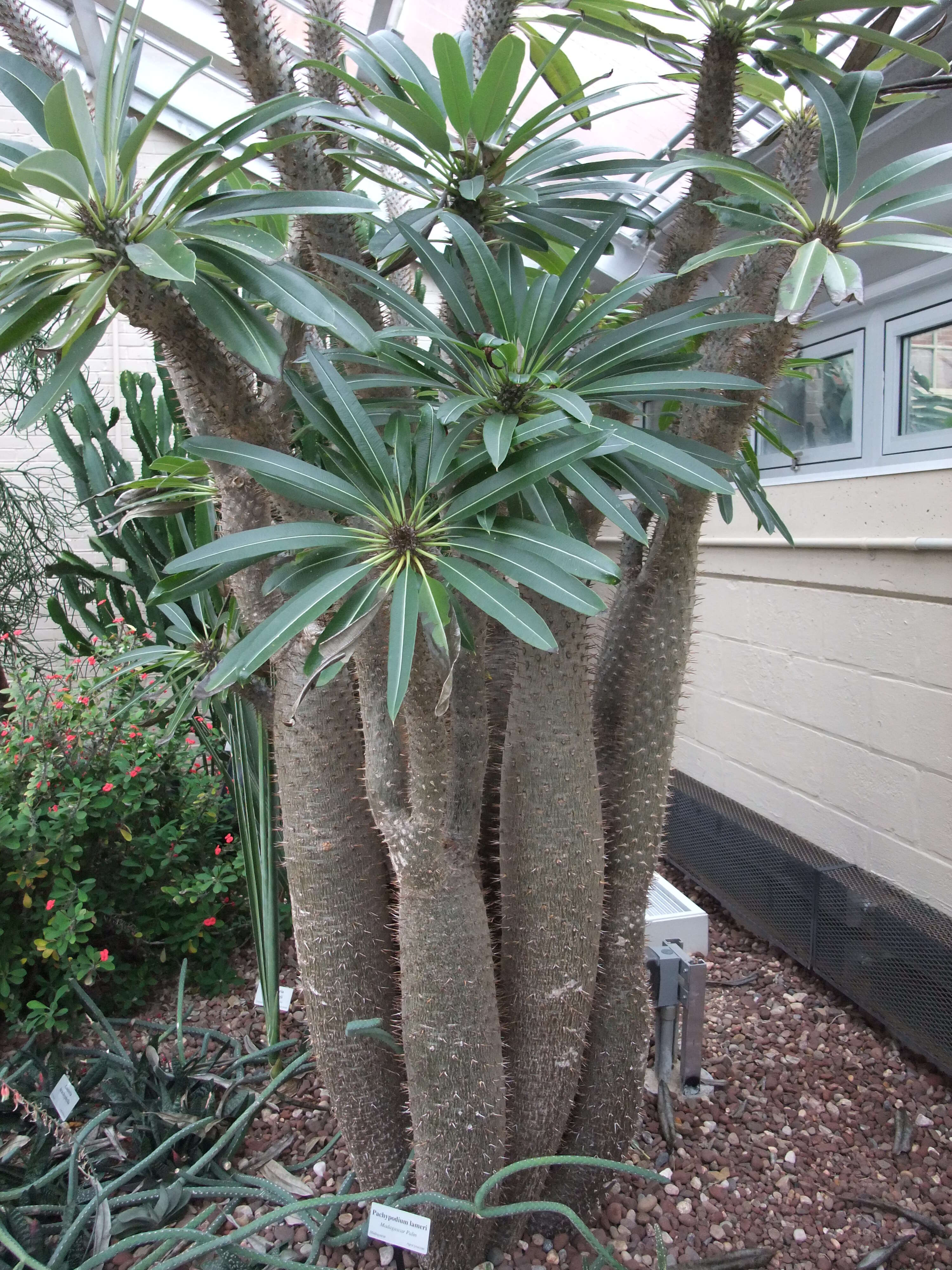 Image of Pachypodium lamerei Drake