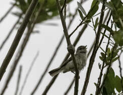 Image of Least Bell's vireo