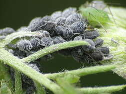 Image of Aphis (Aphis) craccae Linnaeus 1758