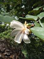 Image de Pterospermum xylocarpum (Gaertn.) Santapau & Wagh