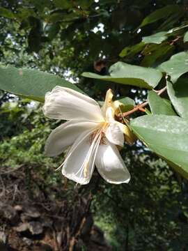 Image of Pterospermum xylocarpum (Gaertn.) Santapau & Wagh