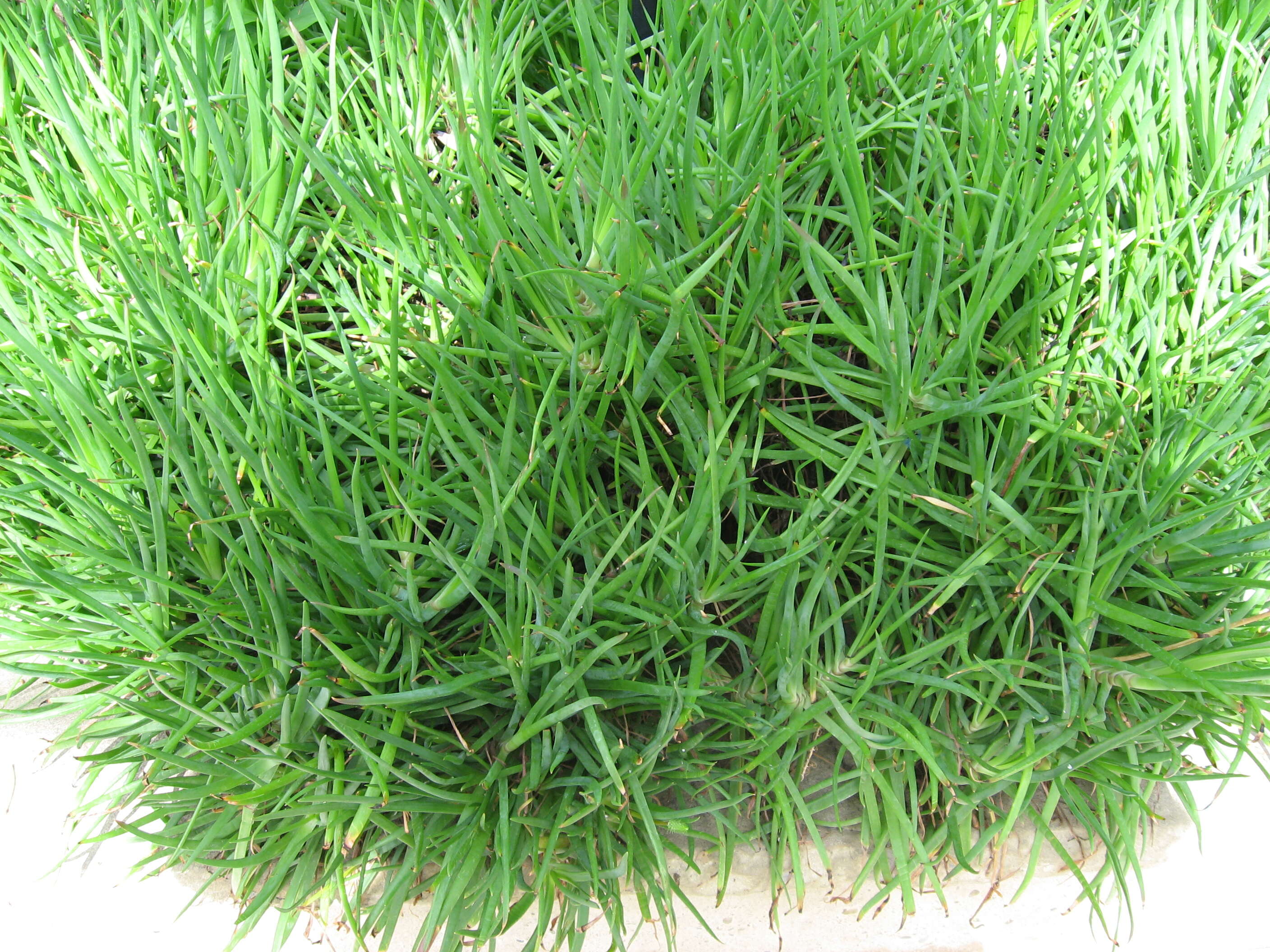 Image of Bulbine frutescens (L.) Willd.