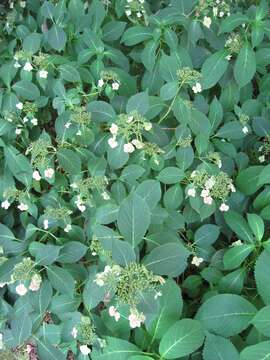 Image of Hydrangea serrata (Thunb.) Ser.