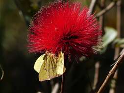 Calliandra dysantha Benth.的圖片