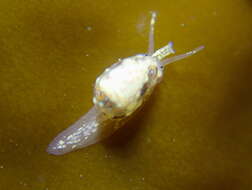 Image of Granulina margaritula (Carpenter 1857)
