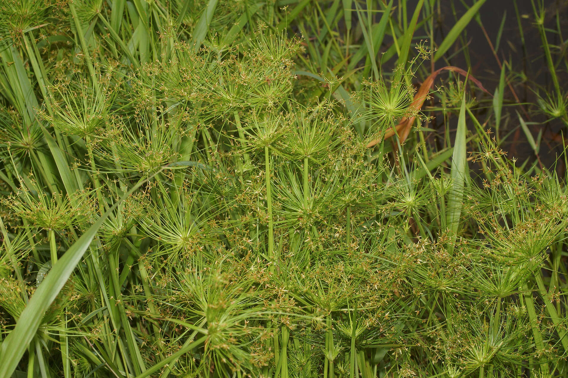 Image of miniature flatsedge