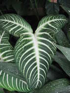 Image of Caladium lindenii (André) Madison