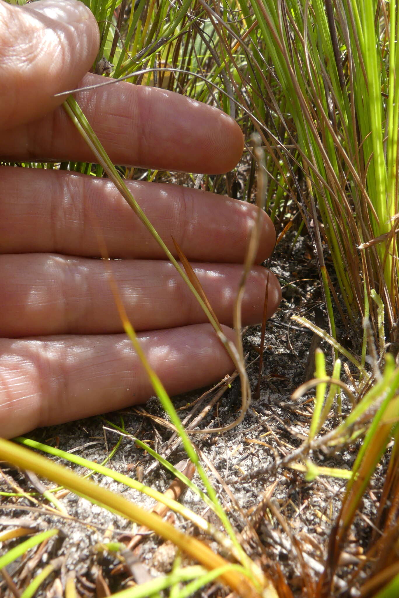 Image de Ixia stricta (Eckl. ex Klatt) G. J. Lewis