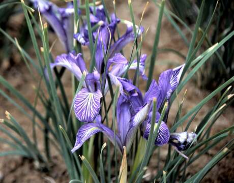 Image of Iris loczyi Kanitz