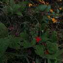 صورة <i>Salvia ozolotepecensis</i>