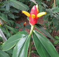 Image of Costus nitidus Maas