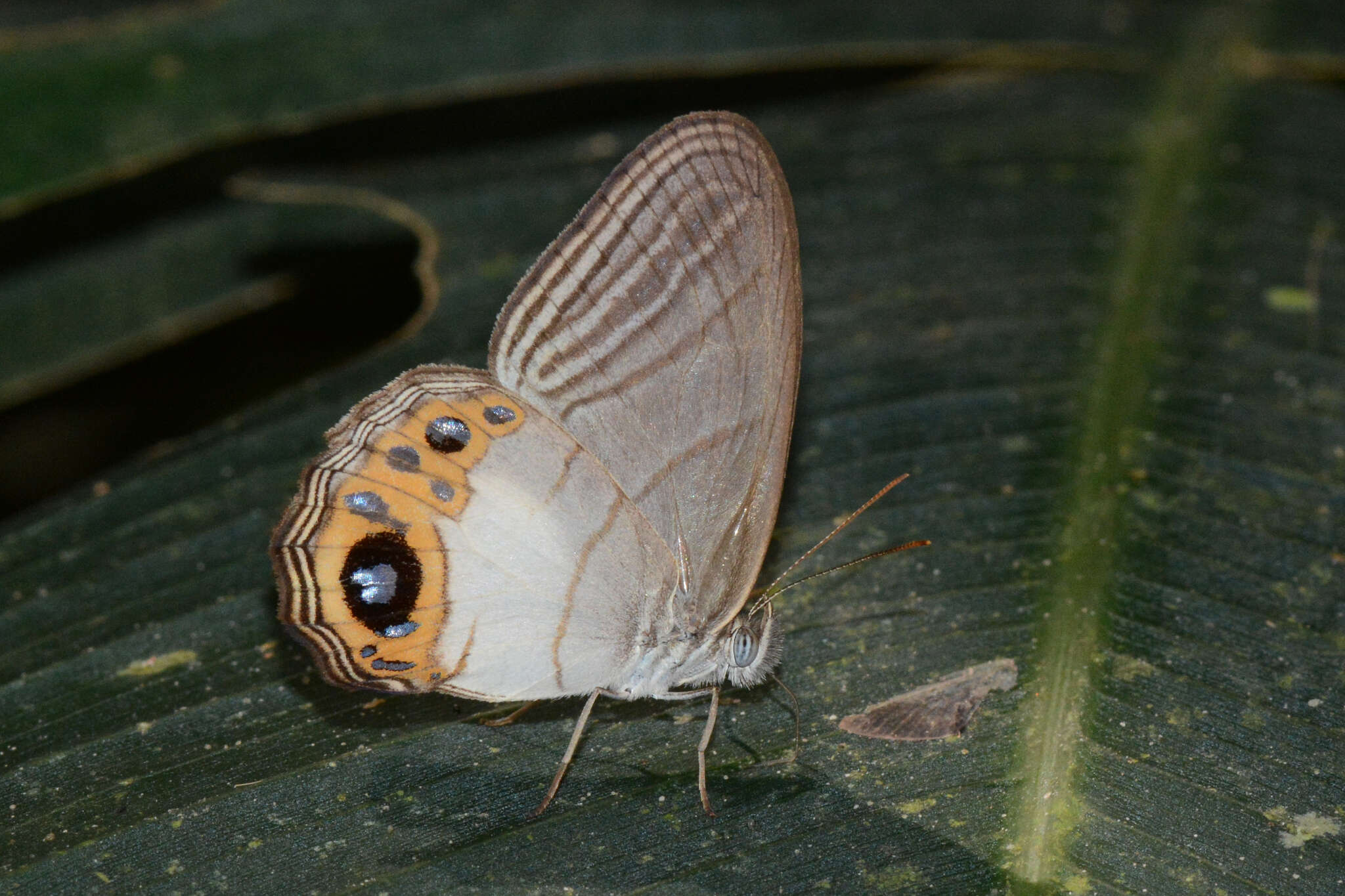 Image of Splendeuptychia itonis Hewitson 1862