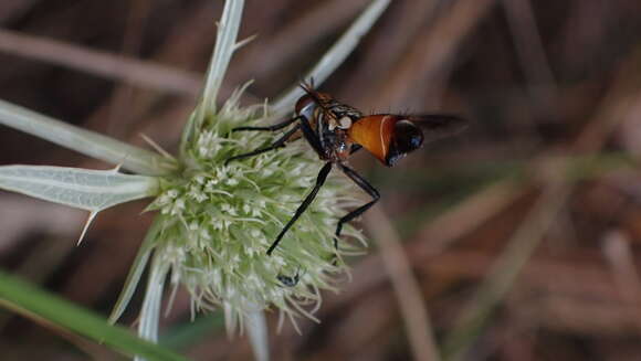 Image of Cylindromyia rufifrons (Loew 1844)