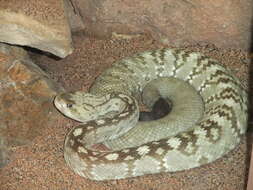 Image of Blacktail Rattlesnake