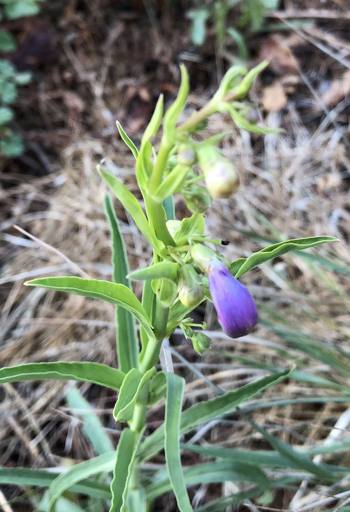 Image of New Mexico beardtongue