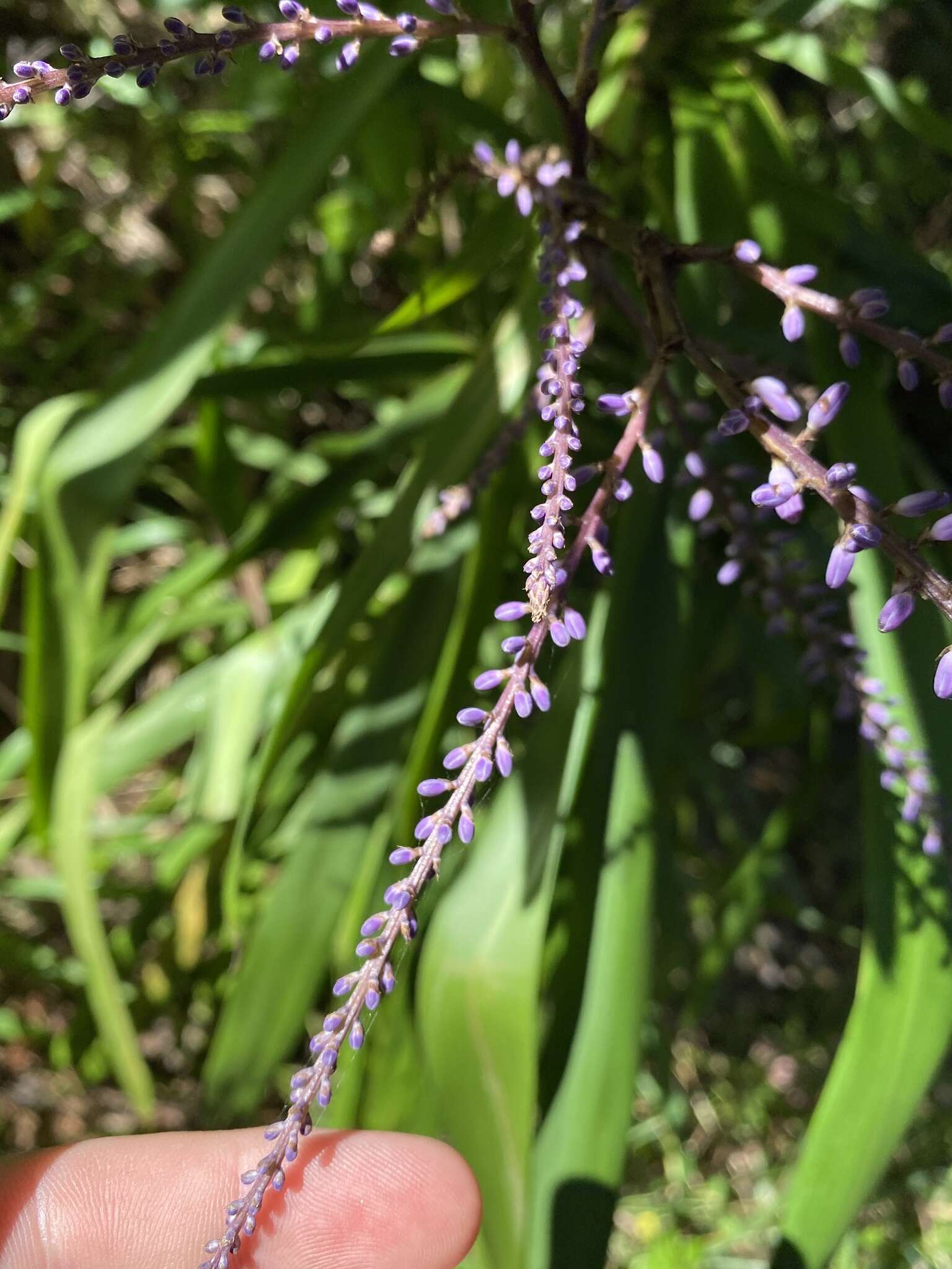 Imagem de Cordyline stricta (Sims) Endl.