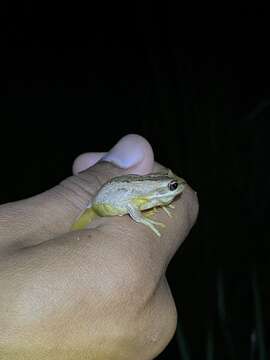 Litoria jervisiensis (Duméril & Bibron 1841) resmi