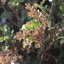 Image de Olearia paniculata (J. R. & G. Forst.) Druce