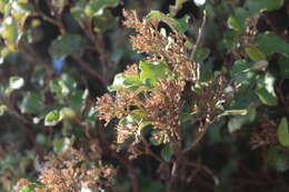 Слика од Olearia paniculata (J. R. & G. Forst.) Druce