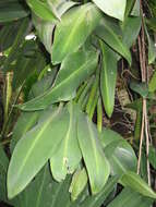 Image of Philodendron martianum Engl.