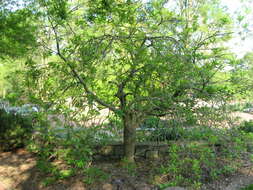 Image of American Fringe Tree