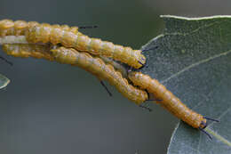 Image of Orange-tipped oakworm moth