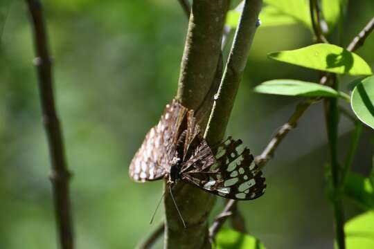 Image of Guatemalan Cracker