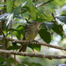 Lathrotriccus euleri (Cabanis 1868) resmi