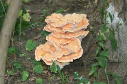 Image of Bracket Fungus