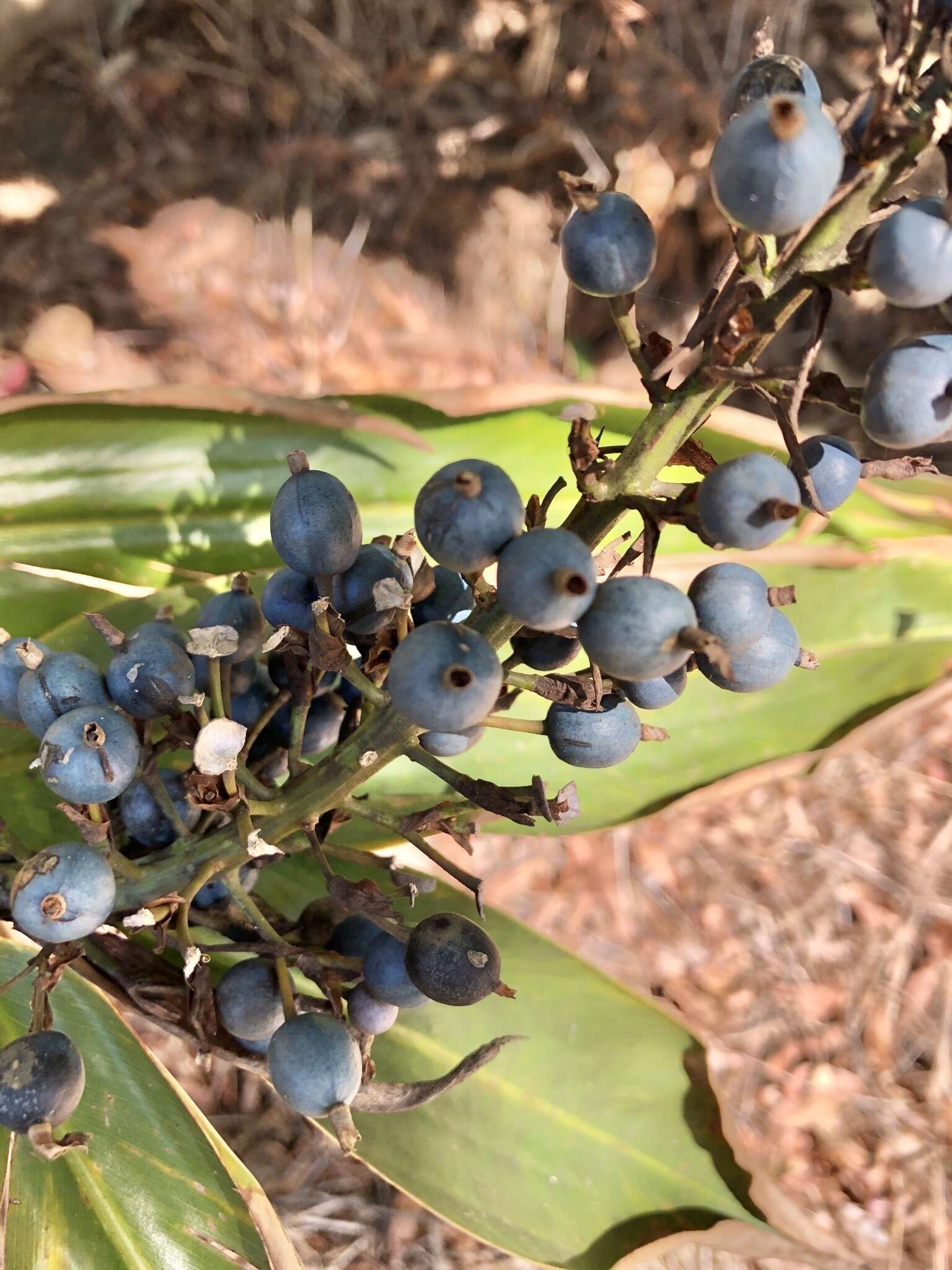 Image of Blue Berry Ginger