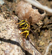 Image of Anthidium illustre Cresson 1879