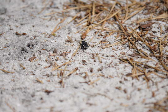 Image of Cicindela (Cicindela) scutellaris rugifrons Dejean 1825