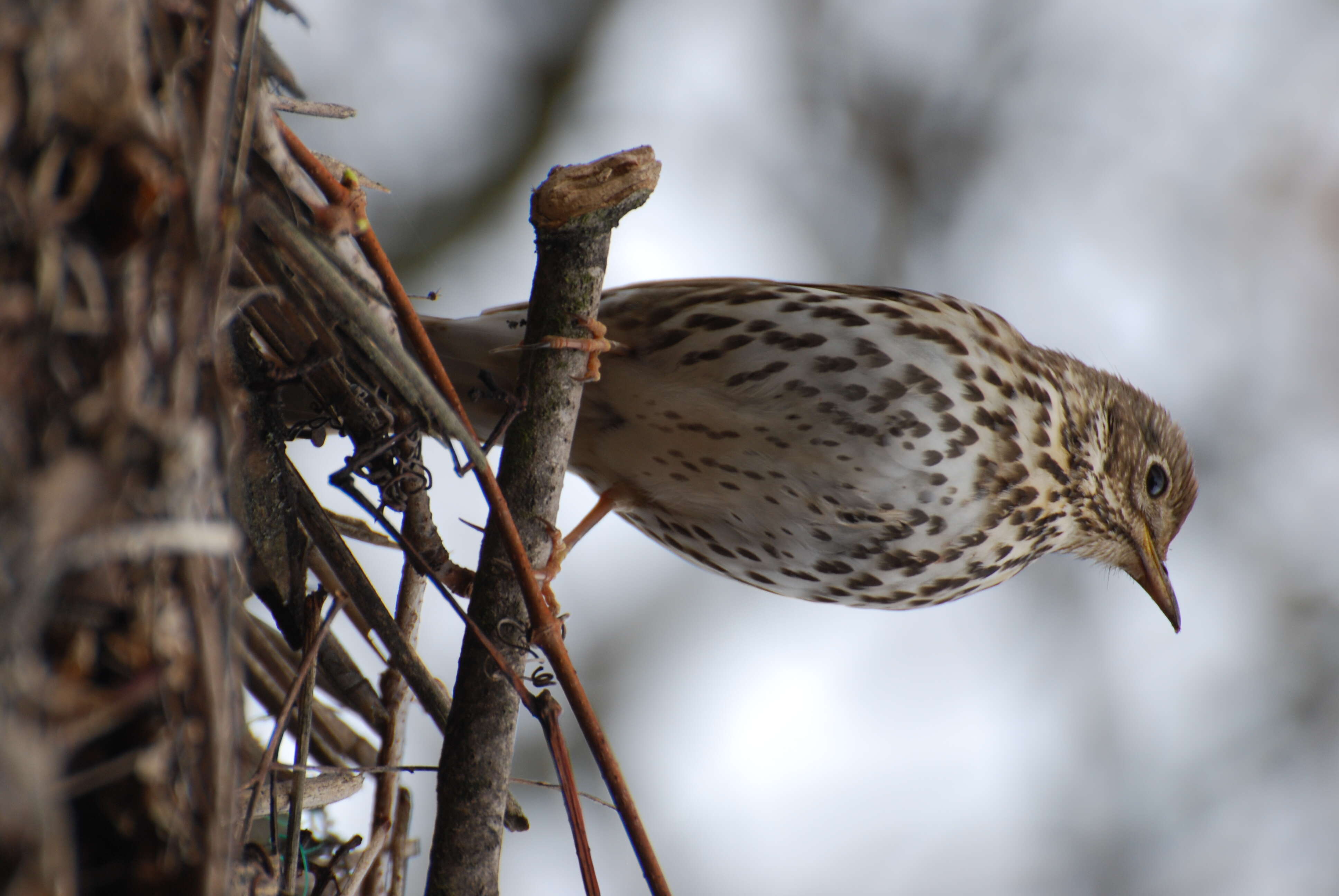 Image of Song Thrush