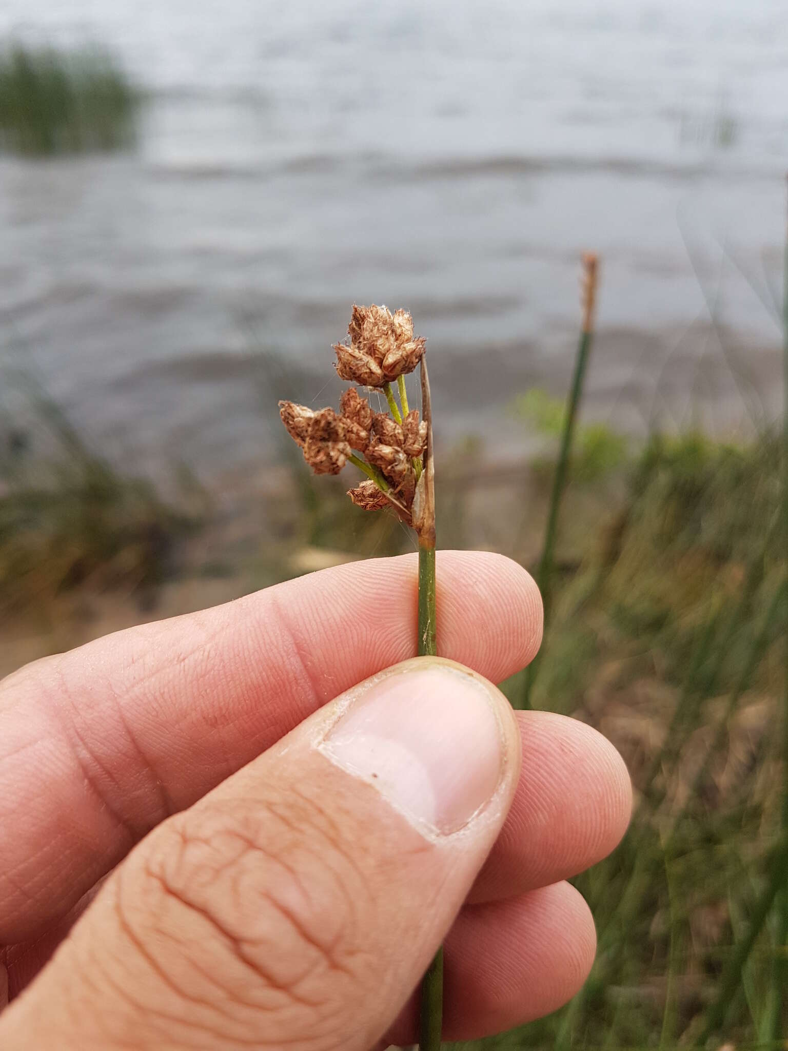 Image of Hardstem bulrush