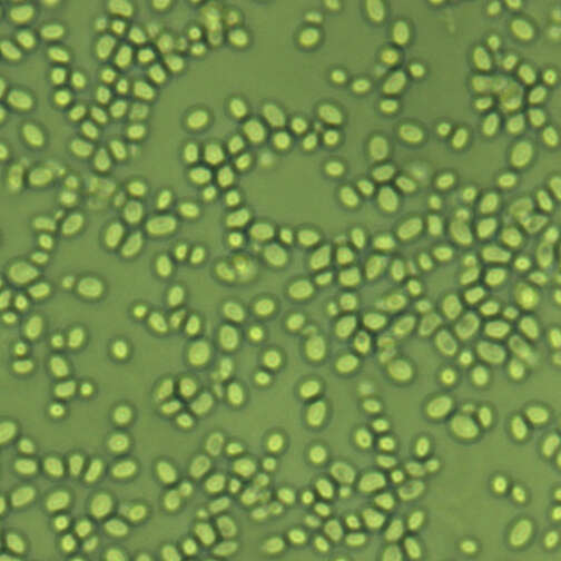 Image of Candida glabrata (H. W. Anderson) S. A. Mey. & Yarrow 1978