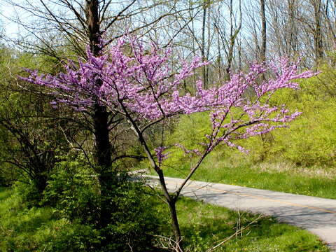 Слика од Cercis canadensis L.