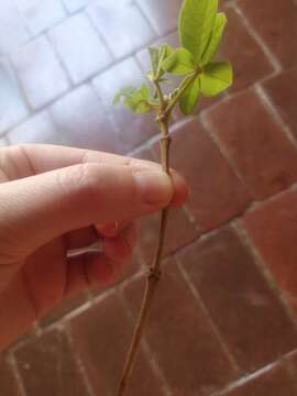 Image de Vitex pooara Corbishley