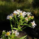 Image of Bracted American-Aster