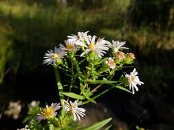 Image of Bracted American-Aster