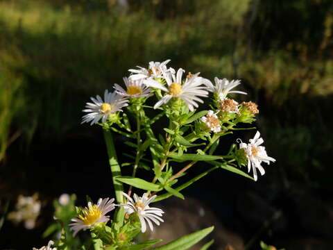 Image de Symphyotrichum eatonii (A. Gray) G. L. Nesom