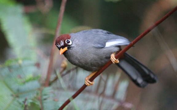 Image of Chestnut-capped Laughingthrush