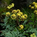Image of salmonflower biscuitroot