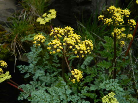 Image of salmonflower biscuitroot