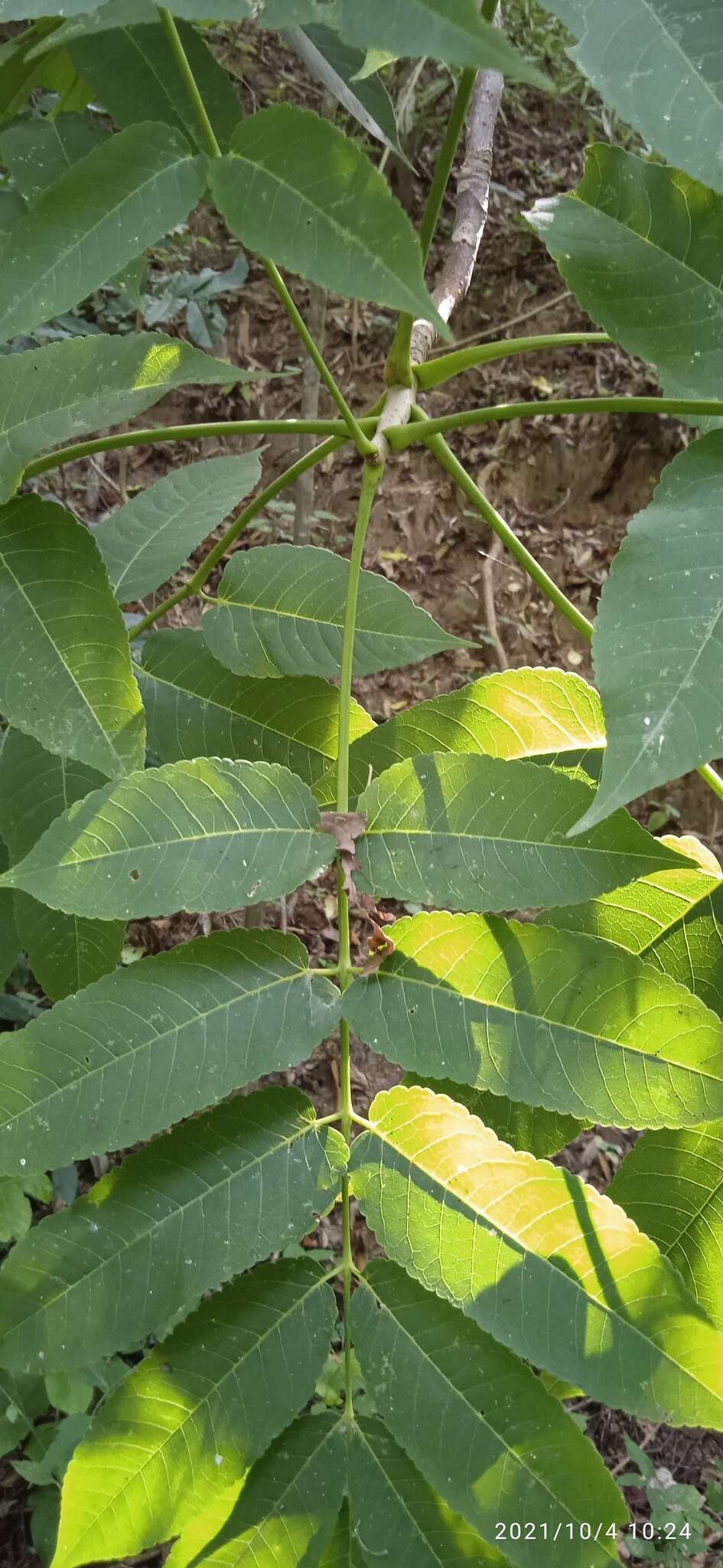 Image of Bursera jerzyi Medina