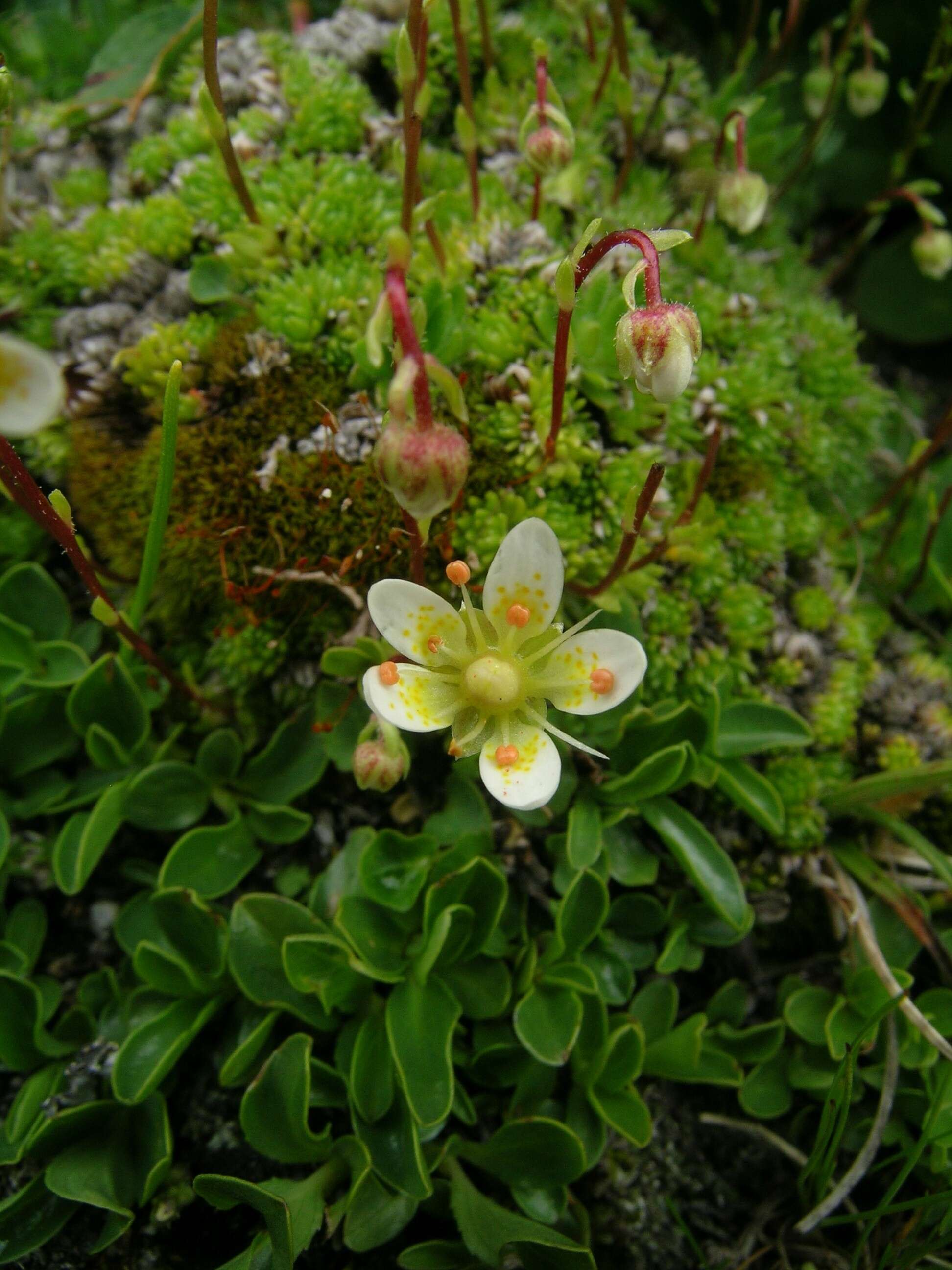 Слика од Saxifraga bryoides L.