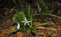 Image of Scilla leepii Speta