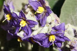 Image of earleaf nightshade